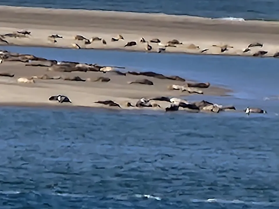 Seehunde auf einer Sandbank in Zeeland